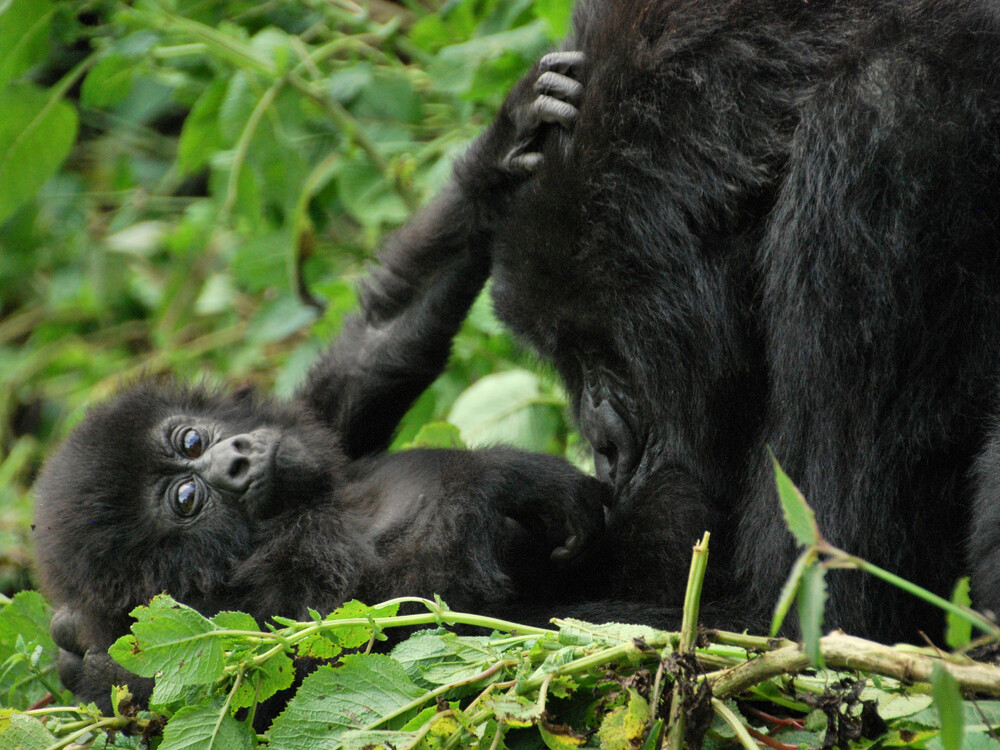 How Many Days Do You Need to Trek Gorillas in Rwanda and Uganda on the Same Safari?
