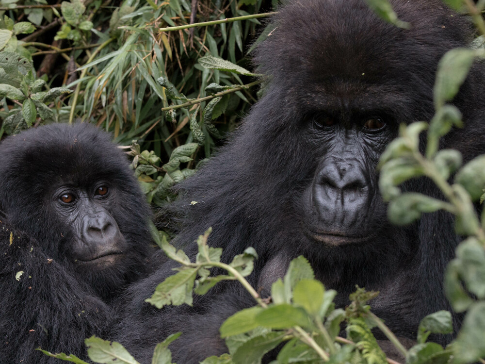 12 Days Gorilla Trekking from United States – Uganda and Rwanda Double Gorilla Trek