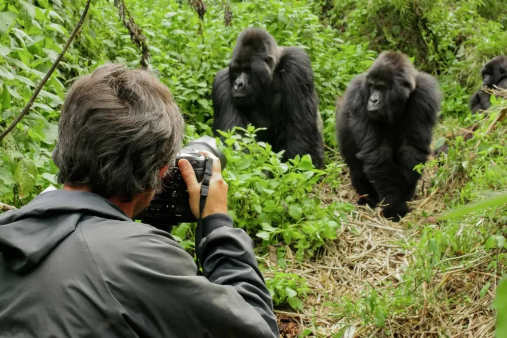 Discounted Gorilla Permits for South Africans in Uganda (ROA Rates)