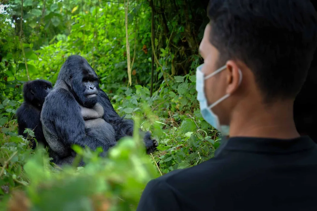 Close Encounter with Mountain Gorillas in East Africa