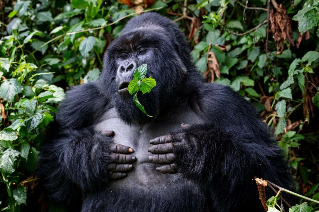 Affordable Gorilla Habituation Tours