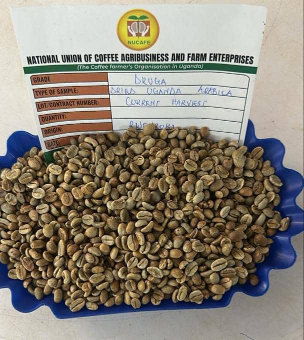 Arabica coffee — Uganda’s rare dual identity