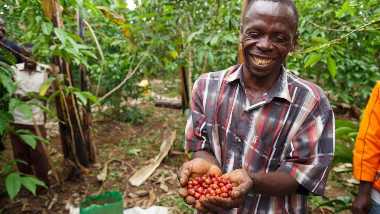 Arabica vs Robusta: Uganda’s rare dual identity