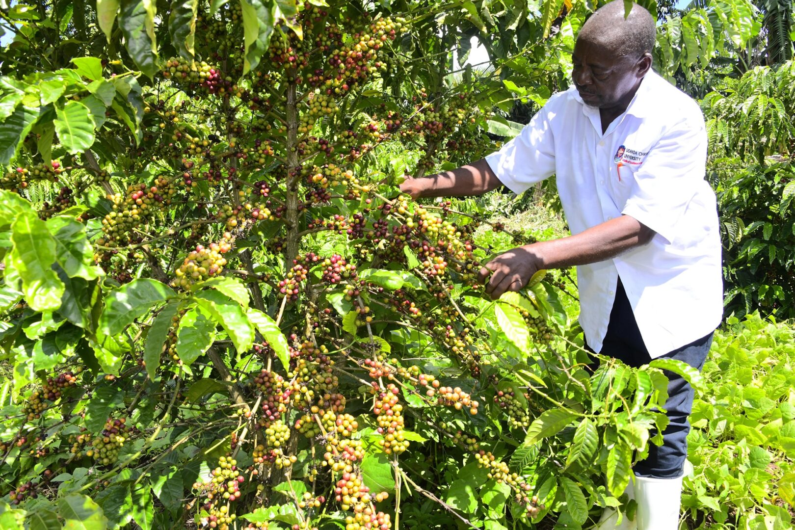 Authentic community farms vs commercial plantations – farm to cup coffee Uganda