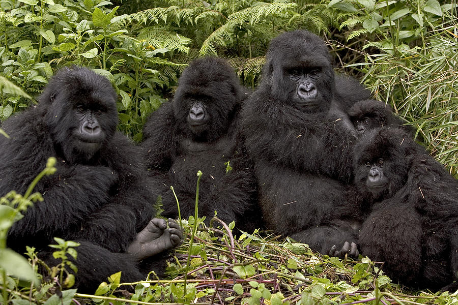 Best gorilla families to trek in Uganda