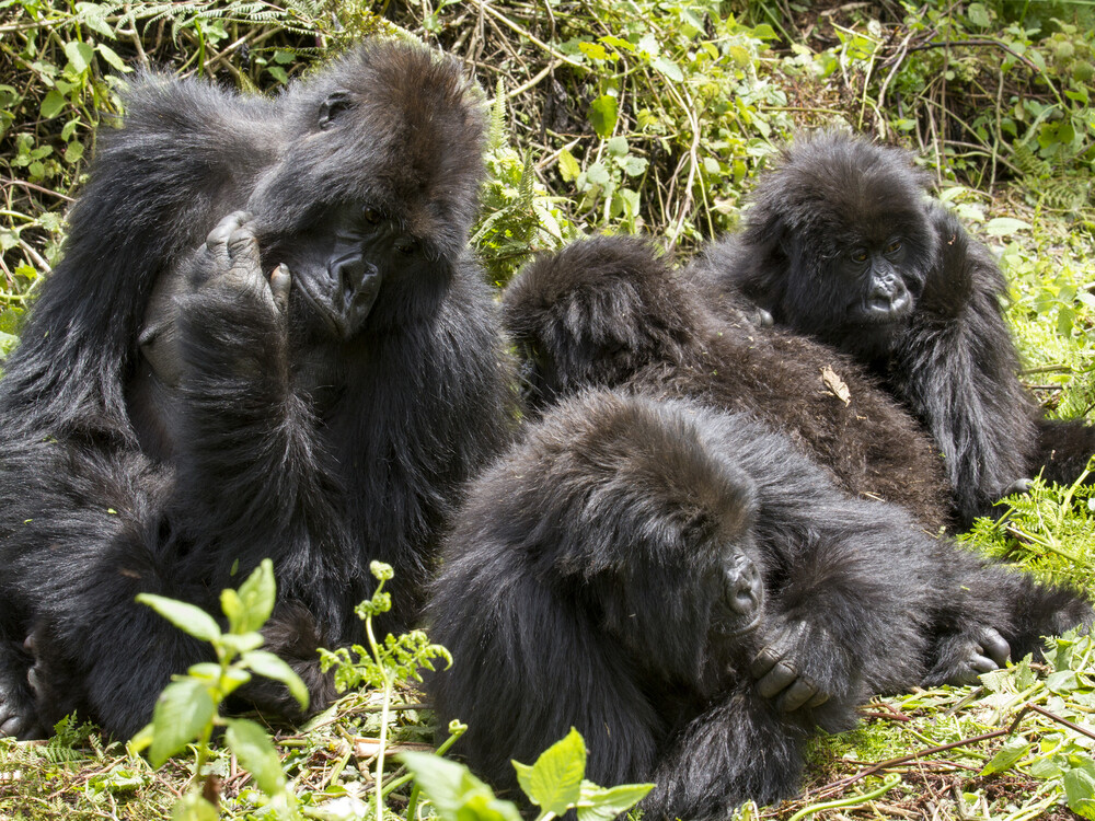 Booking Gorilla Trekking Tours in Uganda and Rwanda