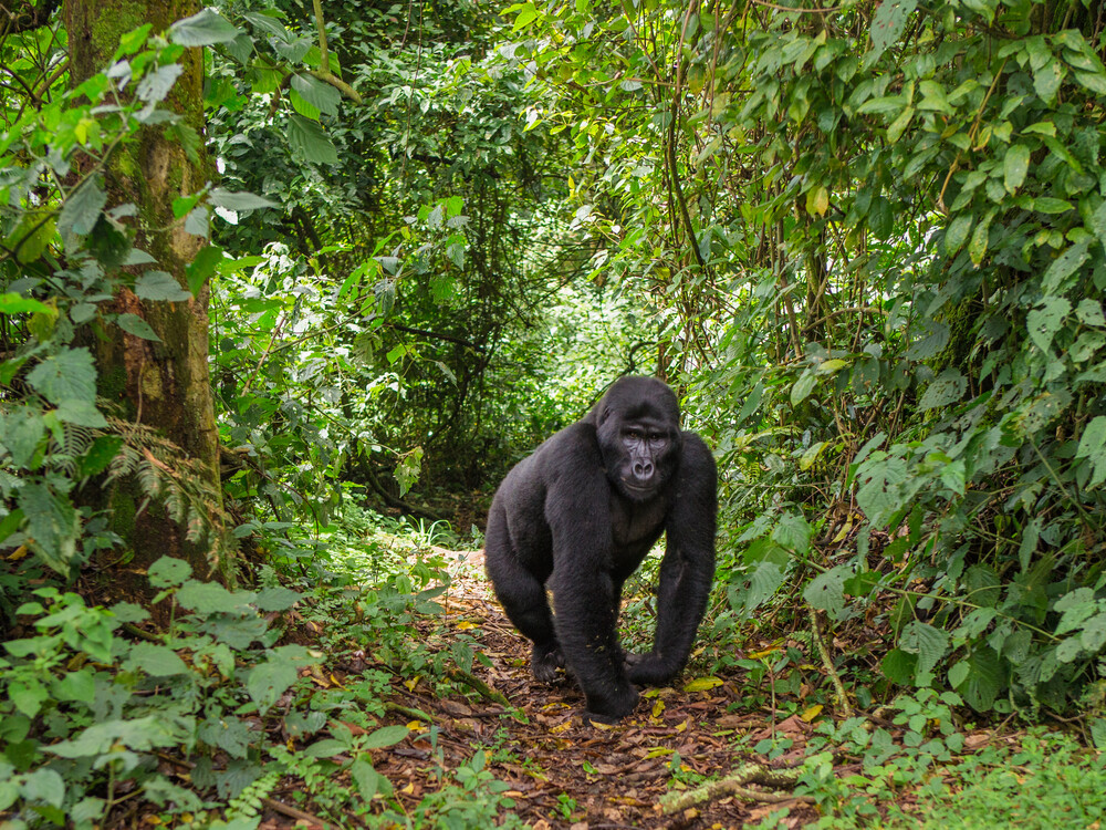 Booking a Gorilla Trekking Safari in Uganda and Rwanda