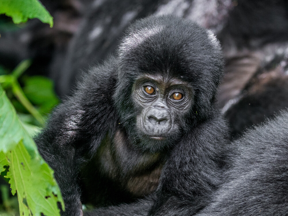 Booking a Gorilla Trekking Tour in Rwanda with Nextgen Safaris