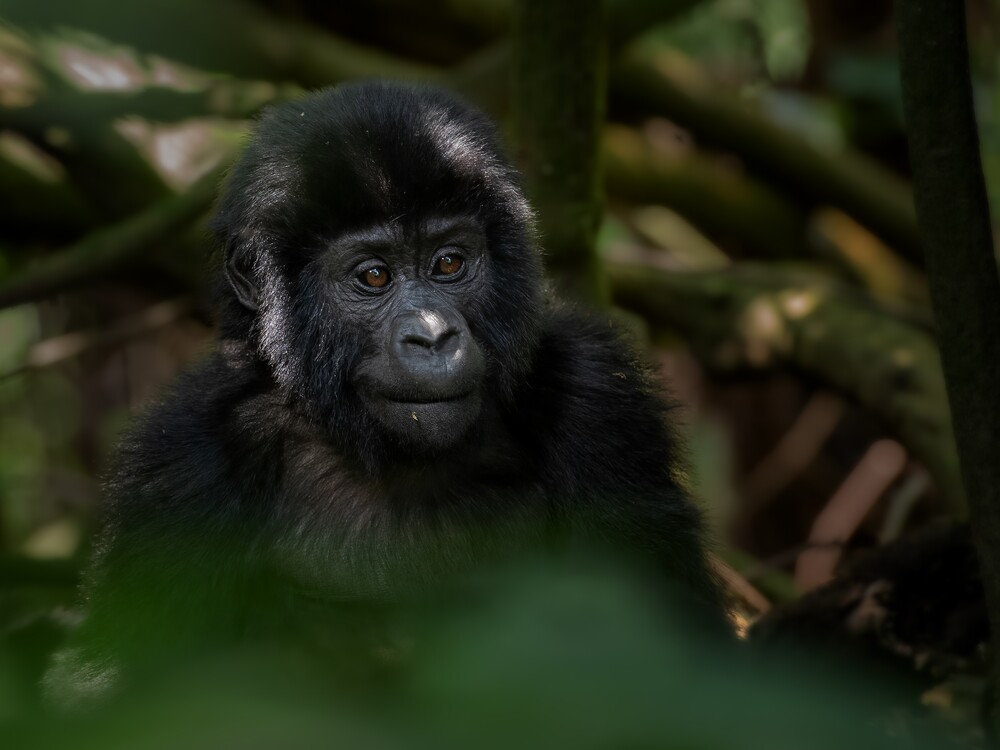 Booking a Gorilla Trekking Tour in Rwanda with Nextgen Safaris