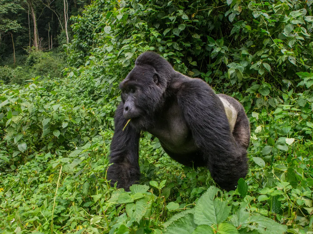 Booking a Gorilla Trekking Tour in Uganda & Rwanda