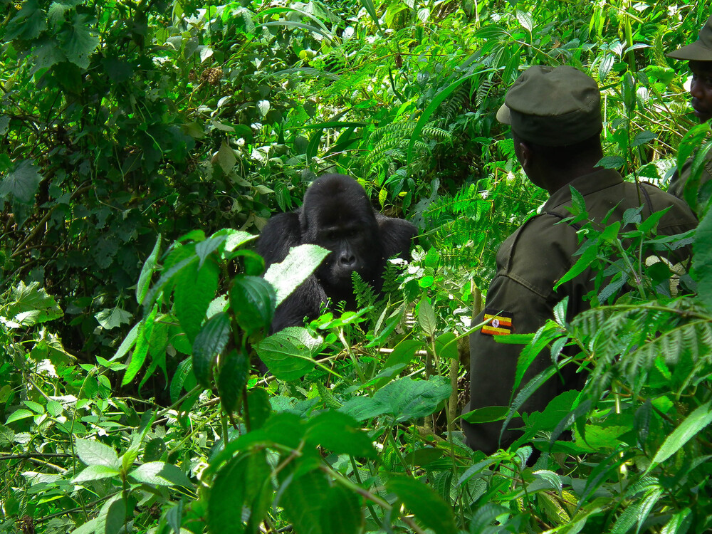 Booking a Gorilla Trekking Tour in Uganda with Nextgen Safaris