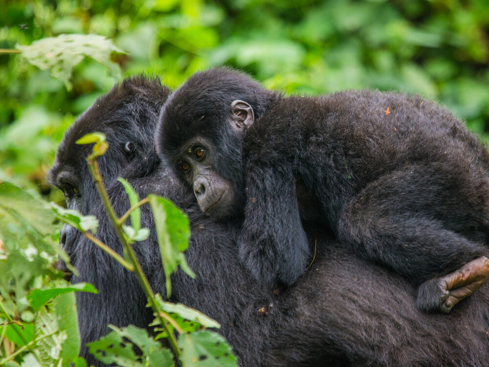 Booking a Gorilla Trekking Tour with Nextgen Safaris in Uganda and Rwanda