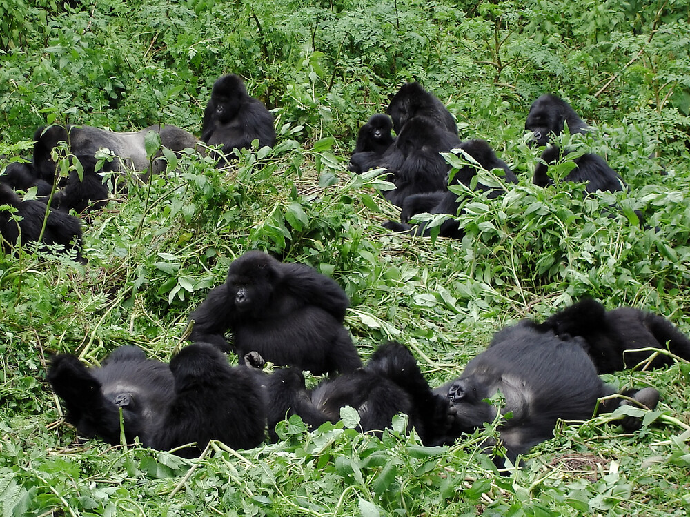 Booking a Gorilla Trekking Tour in Uganda and Rwanda