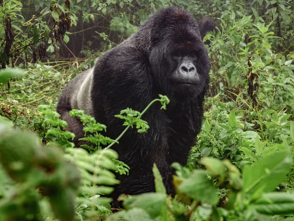 Booking a gorilla trekking safari with Nextgen Safaris