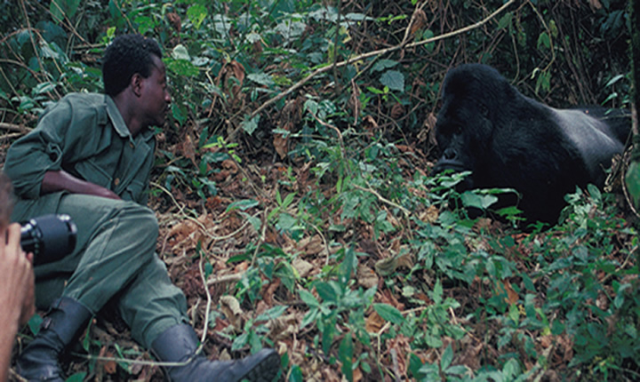 Common Questions Travelers Ask About Tipping on Gorilla Trekking Tours