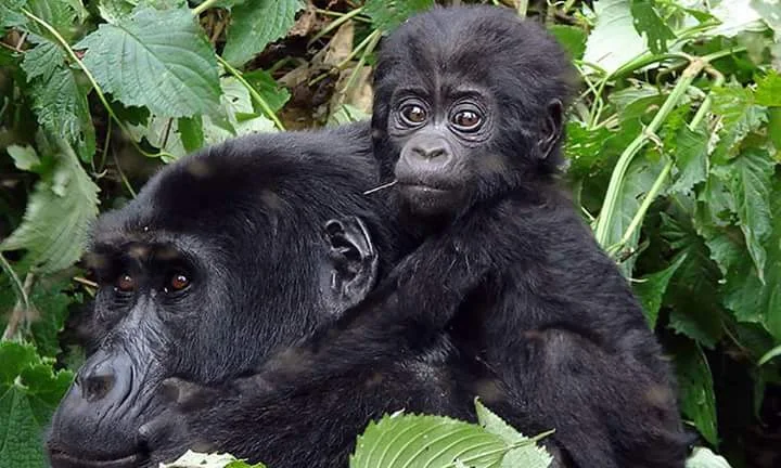 3 Days Gorilla Trekking from Luxembourg – Rwanda Express in Volcanoes National Park