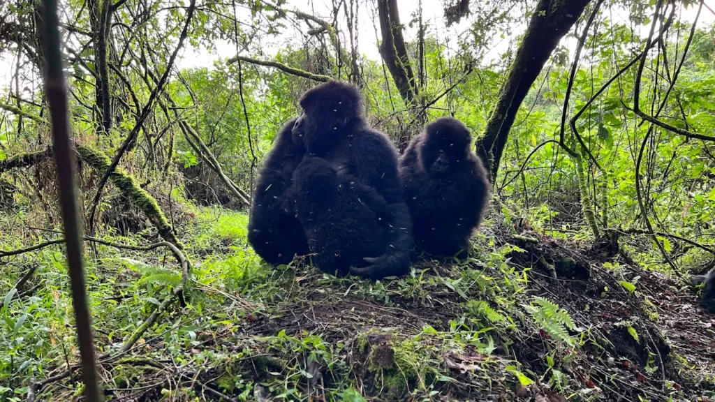 Gorilla Trekking from Denmark – Ethical Uganda & Rwanda Safari Experiences