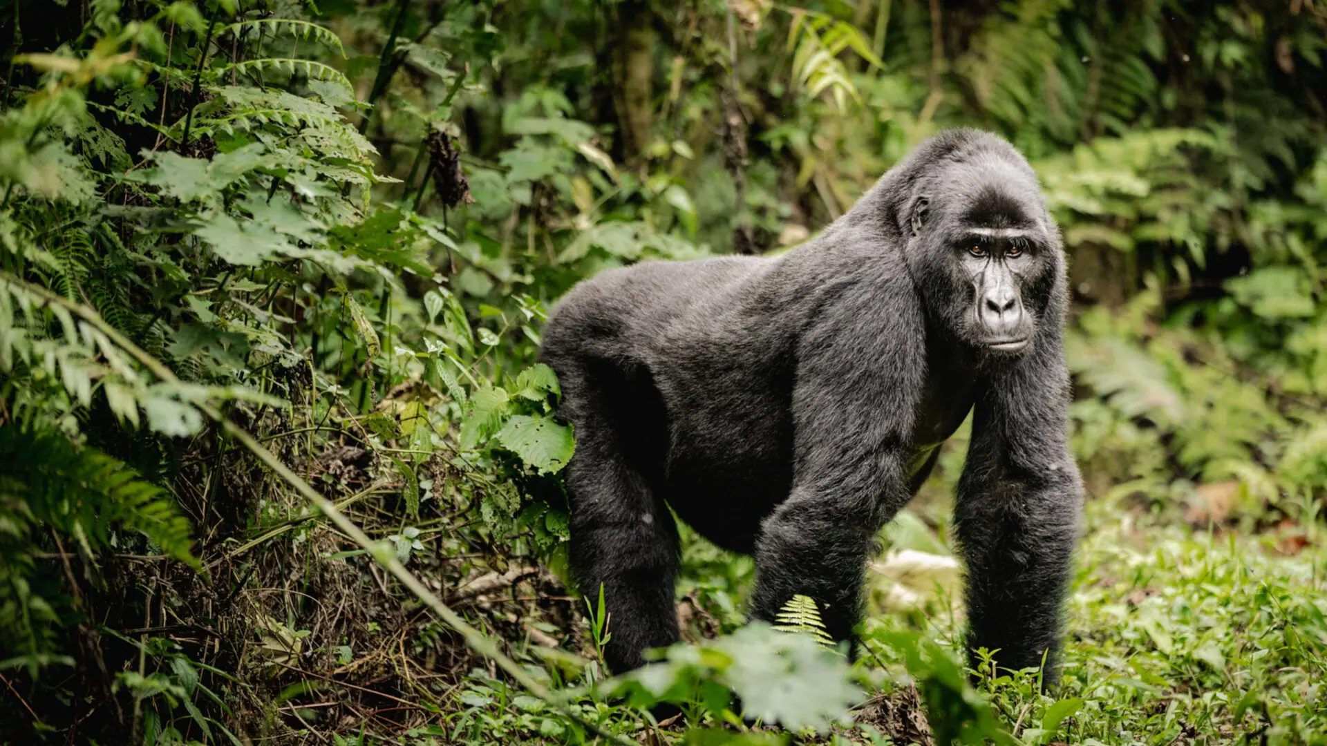 Bwindi Forest gorilla trekking safari experience