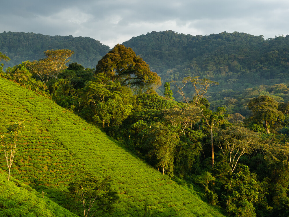 Best Time for Gorilla Trekking from the United States
