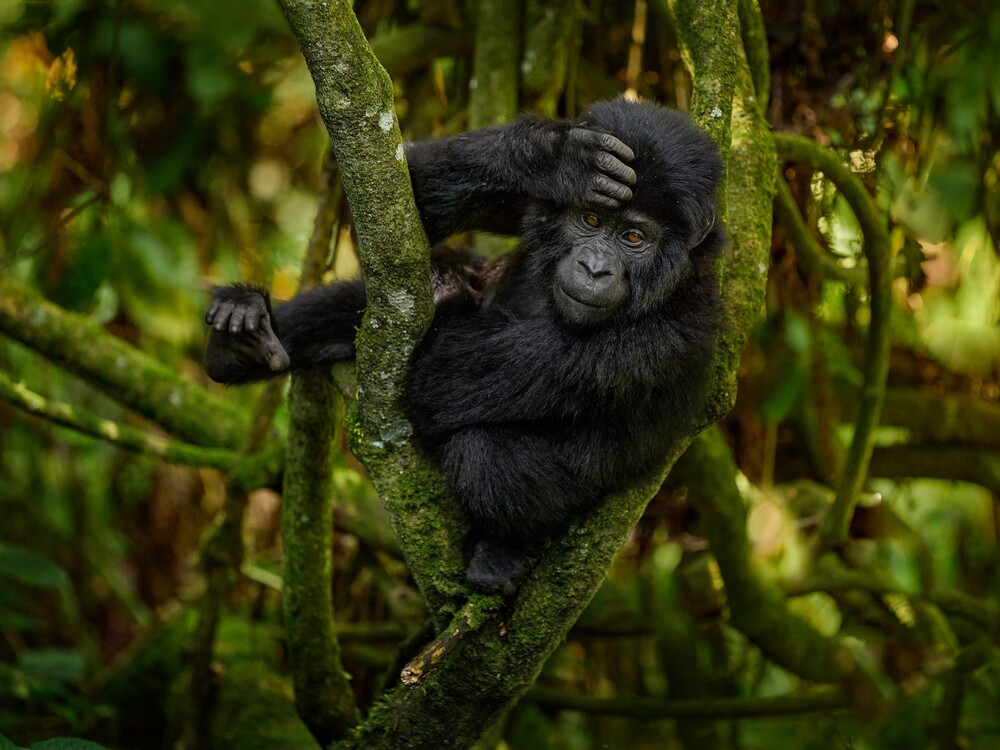 Gorilla Trekking from Italy to Uganda & Rwanda