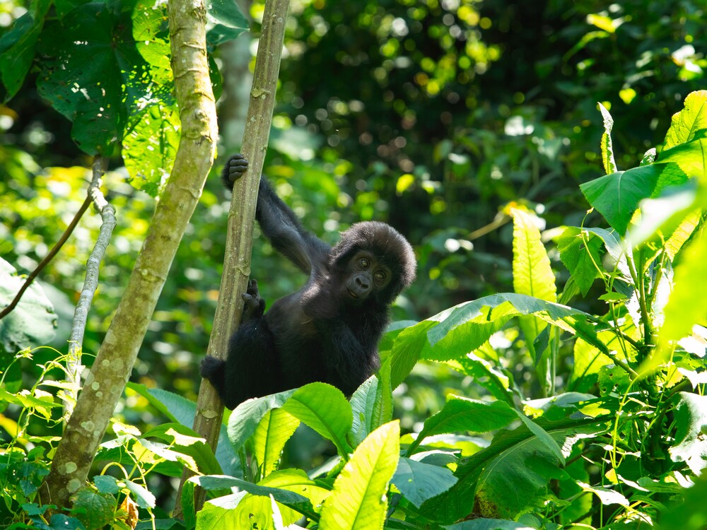 Baby Mountain Gorilla in Bwindi Impenetrable National Park Uganda