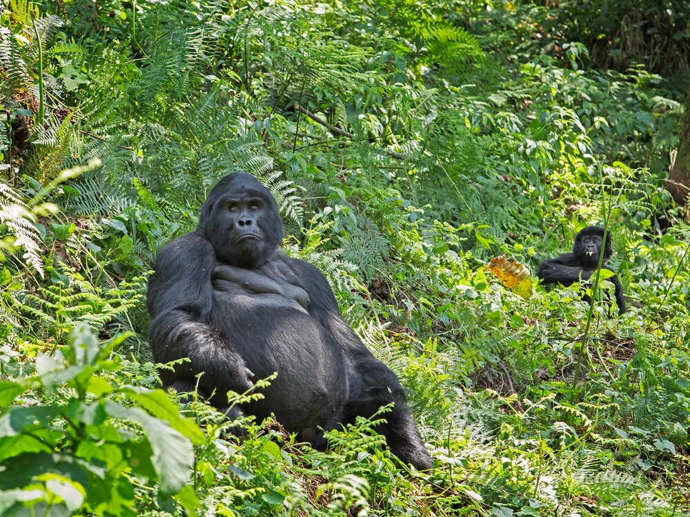 Mountain Gorilla Family in Bwindi Impenetrable National Park