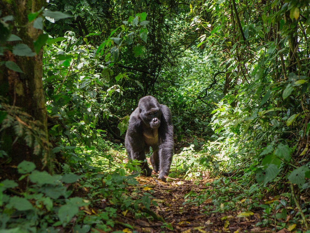 Gorilla Trekking in Bwindi Impenetrable National Park Uganda