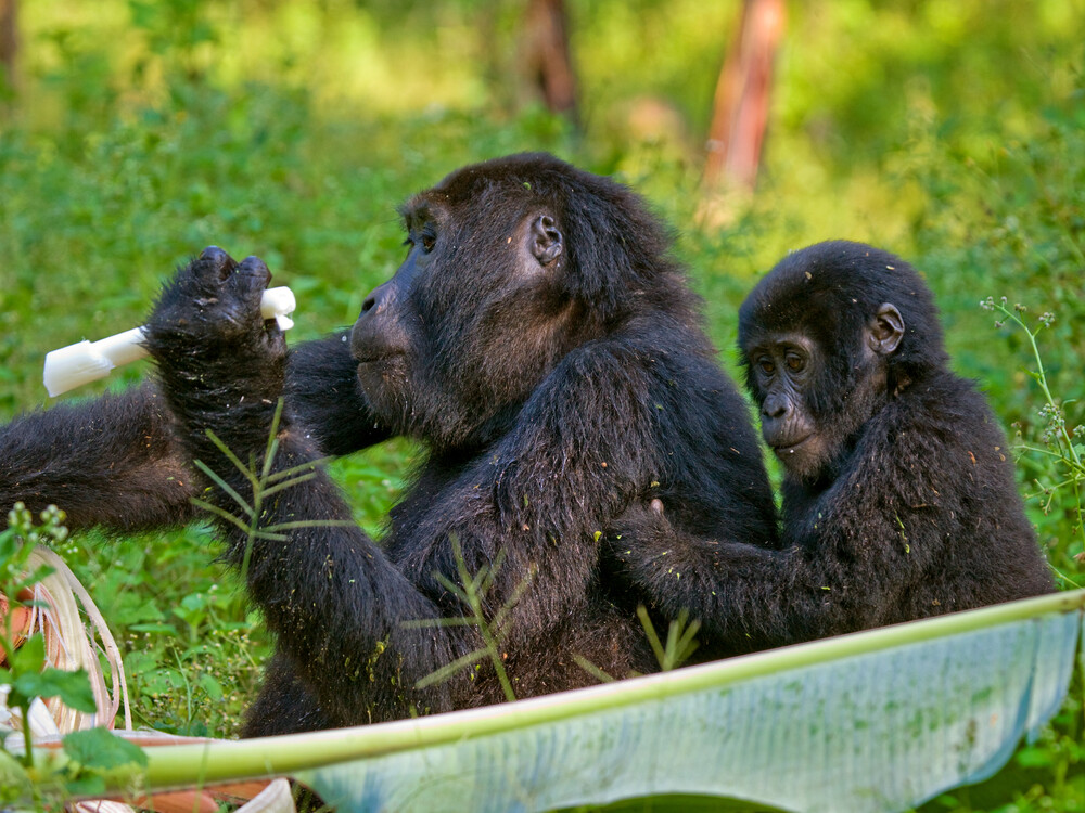 Mountain Gorilla with Baby in Bwindi Impenetrable National Park Uganda