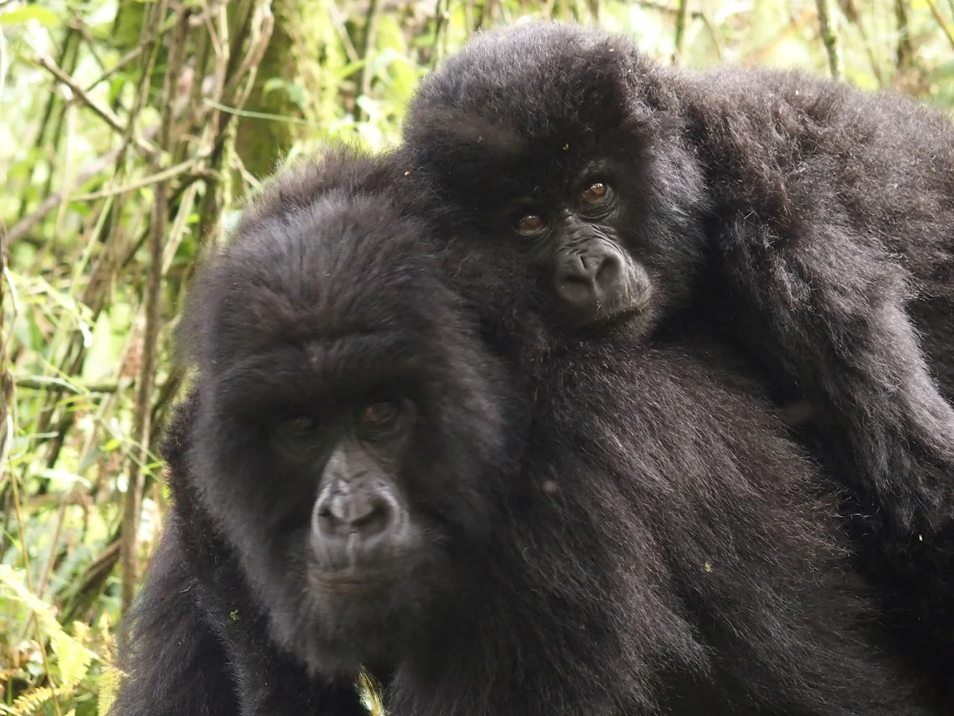 Can gorilla trekking from Denmark be done as a private safari?