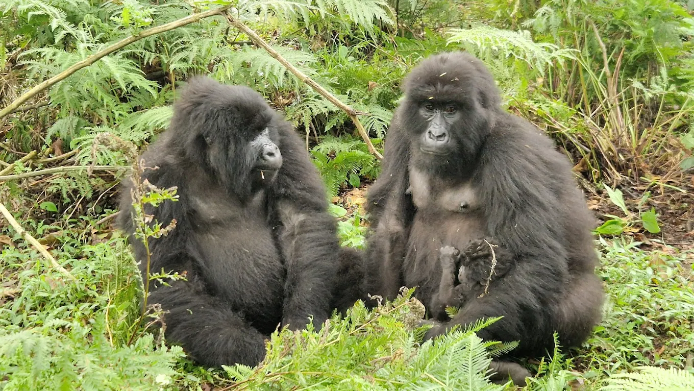 Planning Your Gorilla Trekking Safari from Denmark