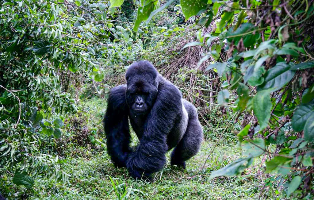 10 Days Gorilla Trekking Rwanda – Volcanoes, Nyungwe, Kivu & Akagera Grand Tour