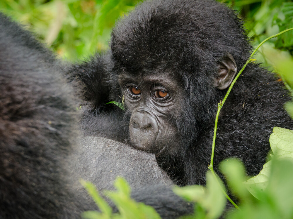 Planning Gorilla Trekking from Switzerland with Nextgen Safaris
