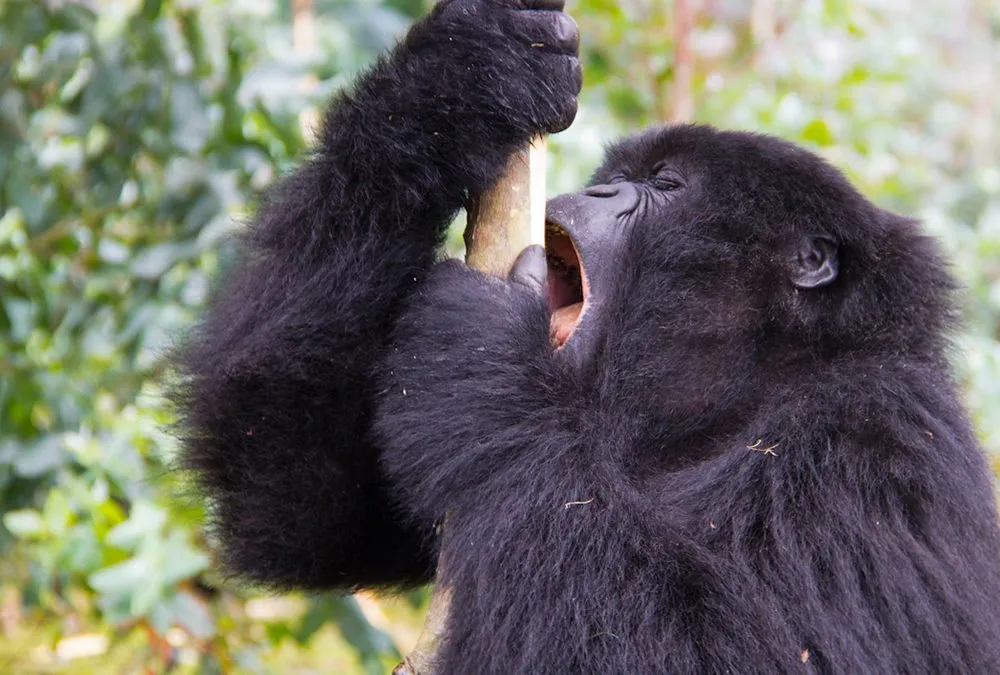 Close encounter with mountain gorillas in Africa