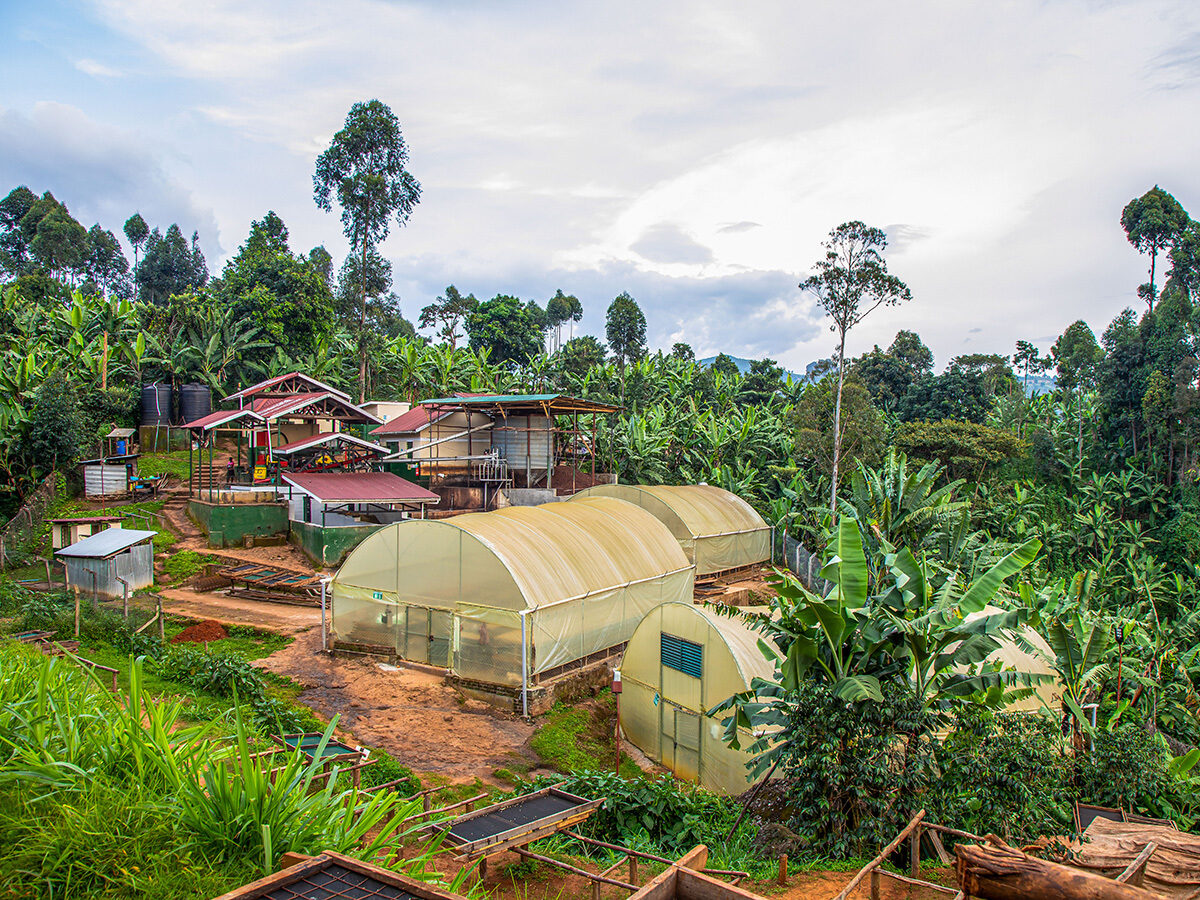 Commercial coffee plantations – large scale coffee farming landscape