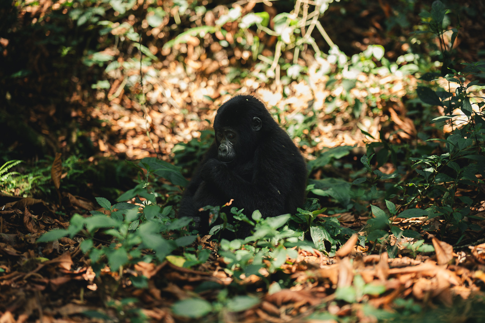 Is Gorilla Trekking from Sweden suitable for travellers who prioritise sustainability and environmental responsibility?