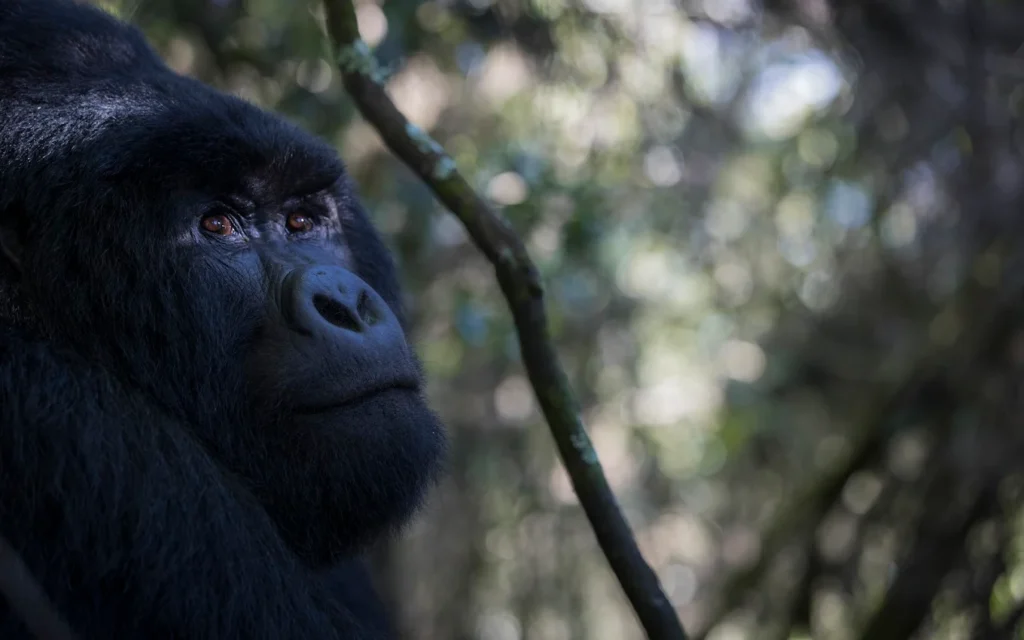 All Inclusive Budget Gorilla Tours in Rwanda (2026–2030)