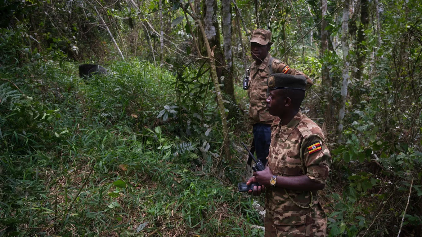 Best Time to Do a affordable 3 days gorilla trekking safari in Uganda (Month-by-Month 2026 Guide)