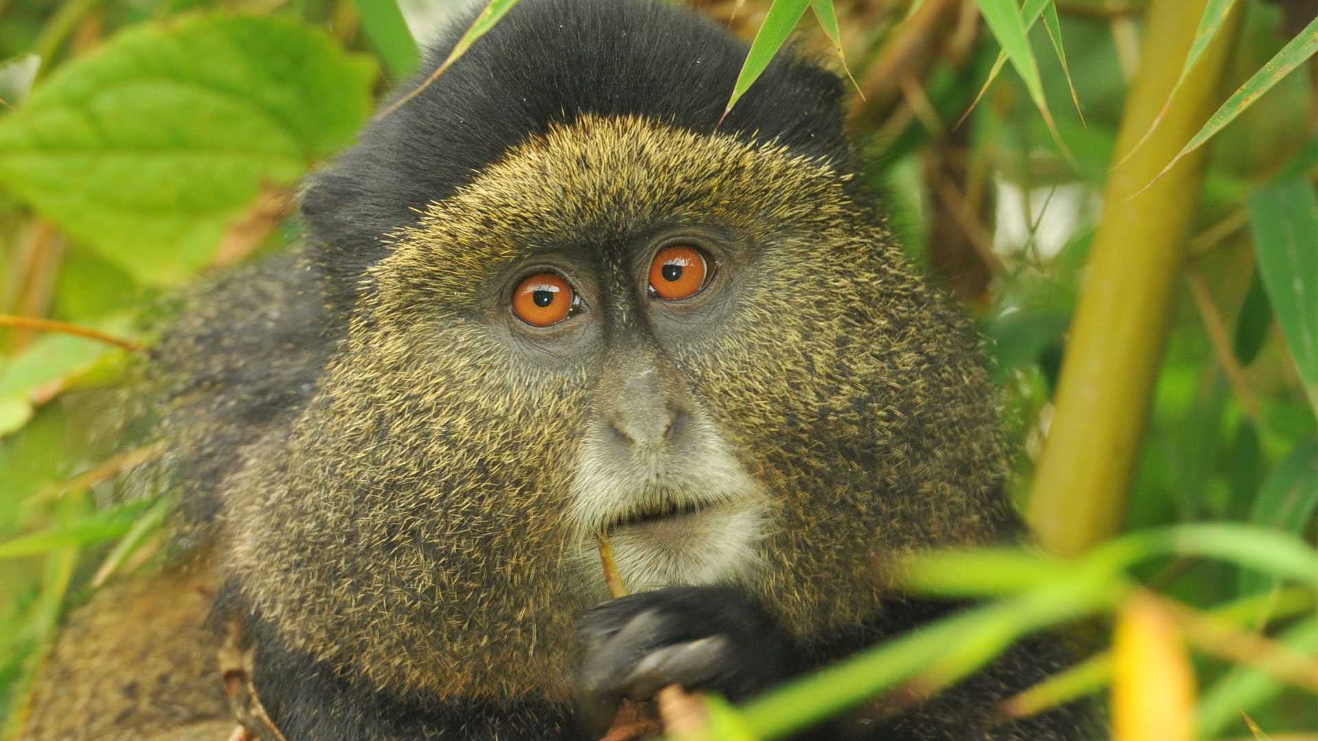 Golden Monkey Trekking – A Playful Safari Addition
