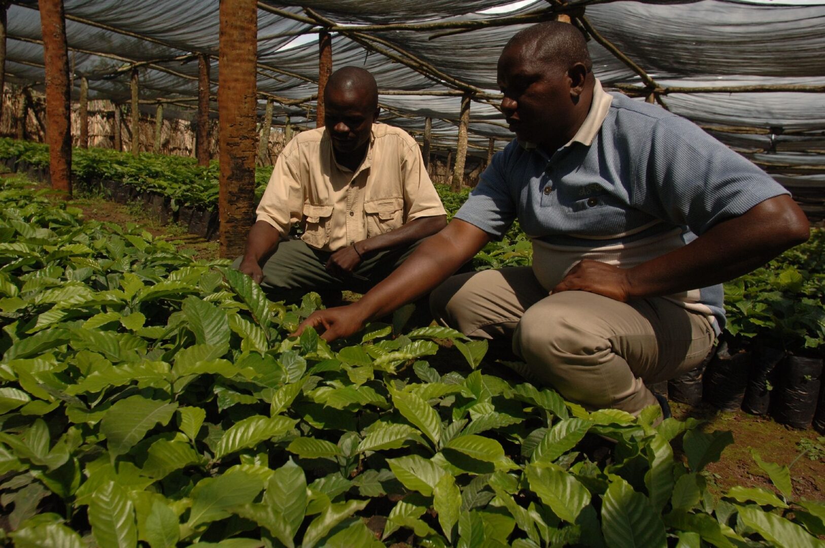 From Nursery Bed to Coffee Tree by Nextgen Safaris