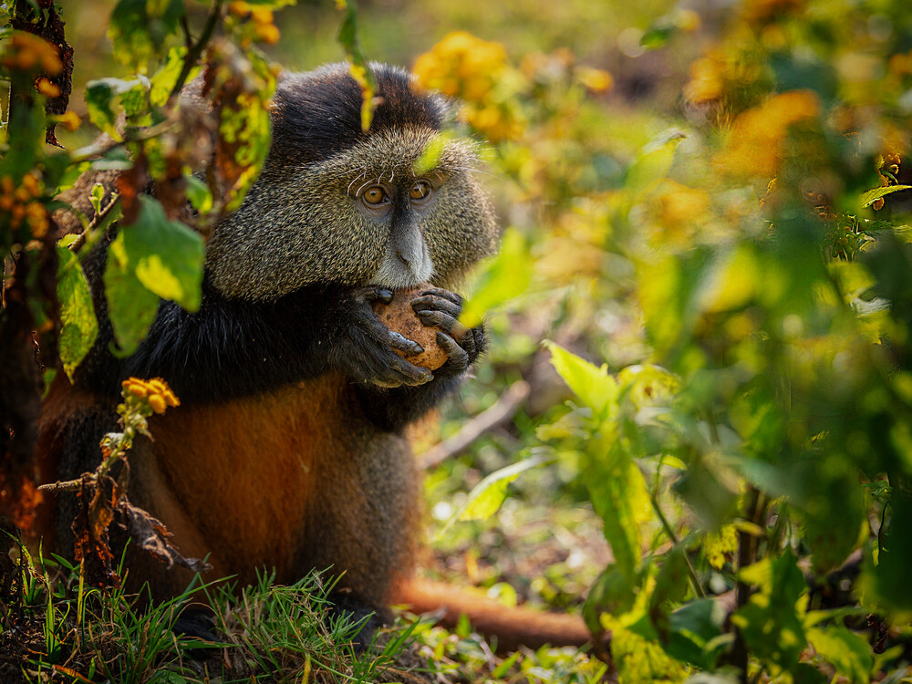 Golden monkey trekking Rwanda Volcanoes National Park experience