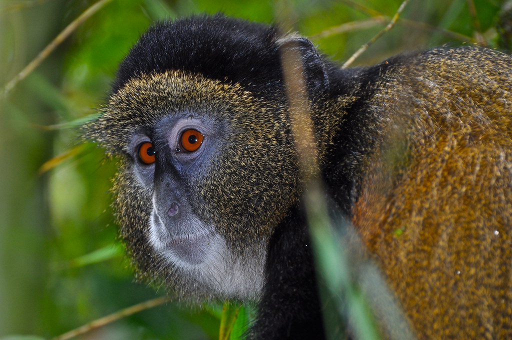 Musanze Golden Monkey Trekking
