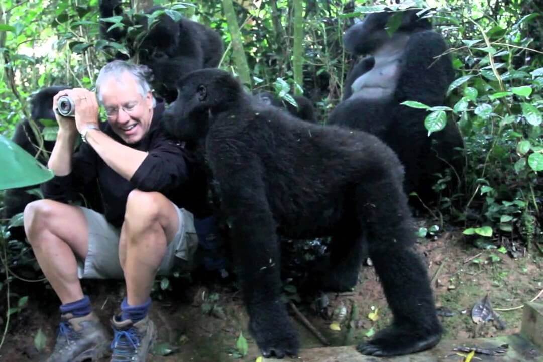 Gorilla habituation experience in Bwindi forest, Uganda