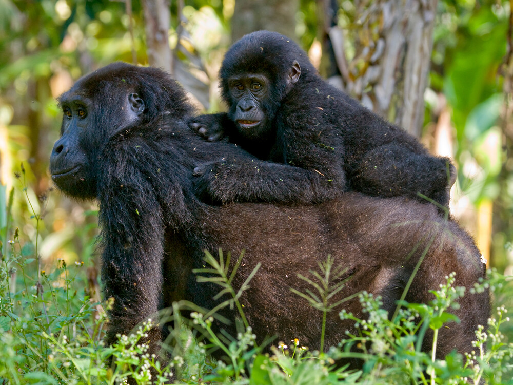 Gorilla Trekking Tour in Uganda and Rwanda with Nextgen Safaris