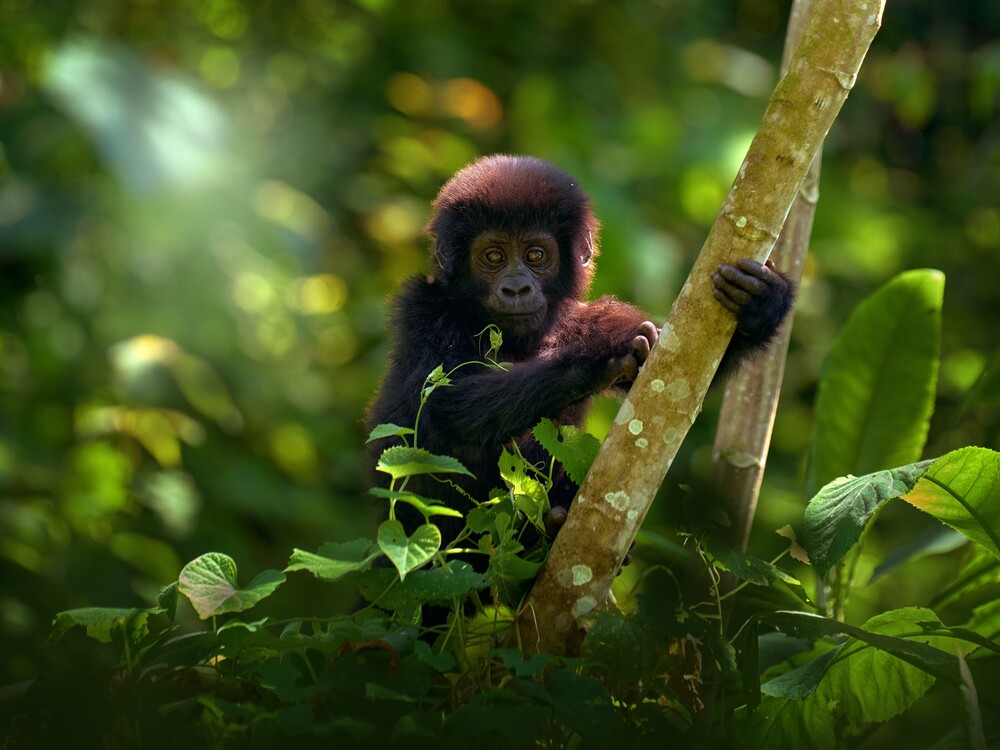 How far in advance should Gorilla Trekking from Sweden be booked?