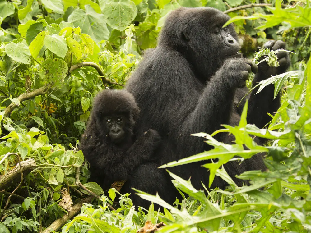 Gorilla trekking for honeymooners in Rwanda