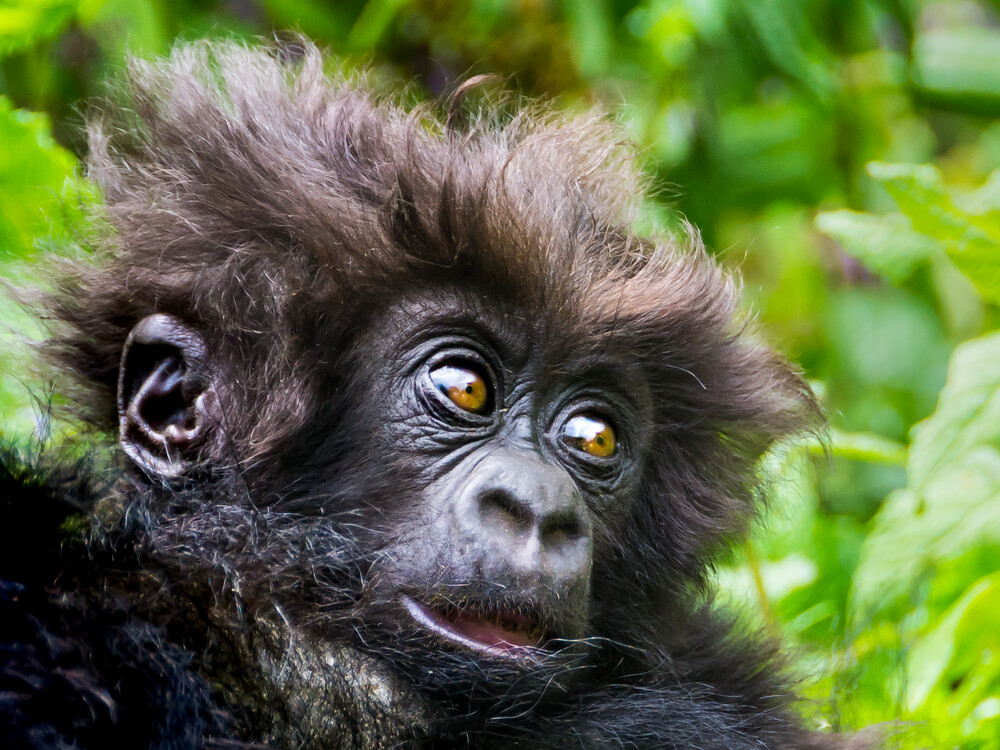 Gorilla trekking for honeymooners in Rwanda