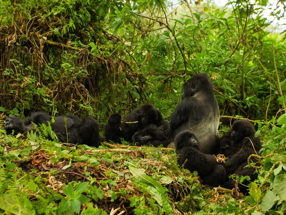 5 Days Gorilla Trekking from United States – Rwanda Honeymoon Gorilla Safari