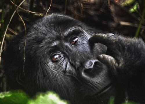 4 Days Rwanda Gorilla Safari for Seniors