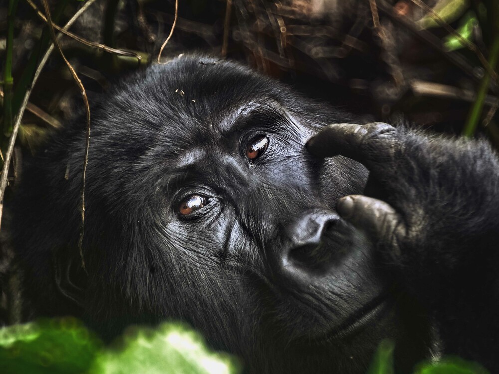 Gorilla Trekking for Seniors with Nextgen Safaris