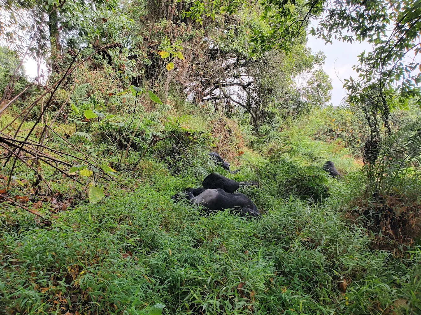Gorilla trekking in Mgahinga Gorilla National Park